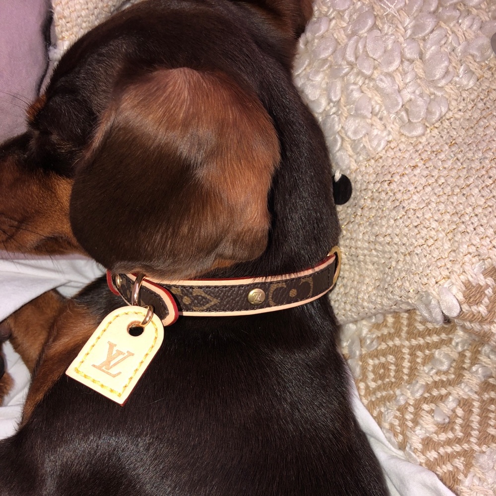 Authentic Louis V Dog Collar